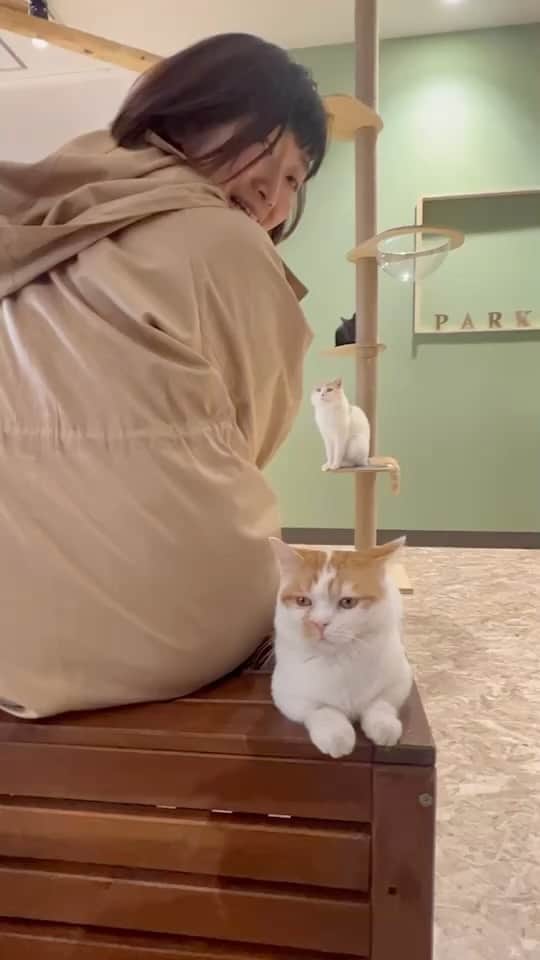 川村エミコのインスタグラム：「それにしてもお尻が大きいね！！  #ずっと横にいてくれた猫ちゃん #ぬこちゃん #かわいい #猫🐈日和 #✨✨😊🐈」