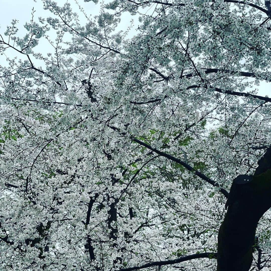 一三さんのインスタグラム写真 - (一三Instagram)「今日，明日，明後日の雨で桜が散っちゃうね。  週明け，ご都合合う方は神田川界隈でお花見しませう。」3月24日 18時08分 - ichizou.co.jp