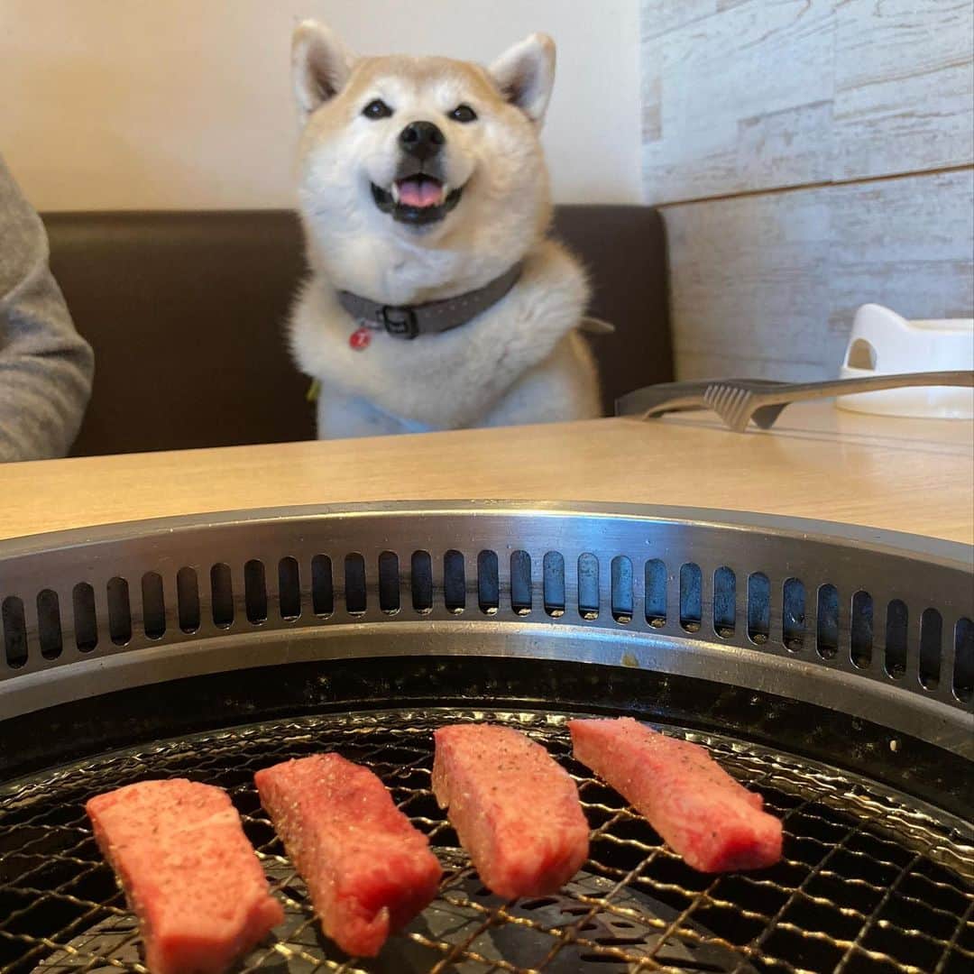 てんパパさんのインスタグラム写真 - (てんパパInstagram)「わりと穏やかに焼き肉を食すウチの柴犬さんです。 #うしすけ #わんこと焼き肉 #ママとてん」3月24日 18時10分 - tenchan.shiba