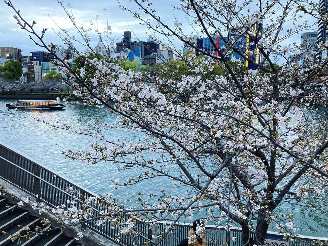 桂春雨さんのインスタグラム写真 - (桂春雨Instagram)「今日の桜。天満橋南詰。18時10分。7分咲ぐらい。  #桜 #お花見 #屋形船 #大川 #天満橋」3月24日 18時23分 - harusamek