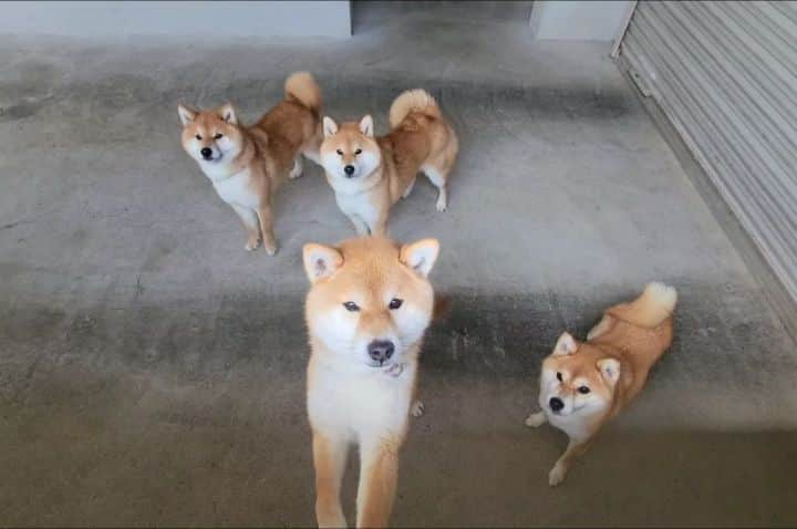 柴犬たま Shibainu Tamaのインスタグラム：「窓を開けると… ⠀ Caption trans🇬🇧⠀ Open the window... ⠀ #たま家族 #柴犬ミケ #ミケママ #柴犬コイ #柴犬トロ #柴犬ウニ #おしゅし兄弟 #柴犬動画 #仲良し親子 #仲良し兄弟 #笑顔 #しっぽフリフリ #ふわもこ #かなりひし形 #柴犬 #shiba #shibainu #shibastagram #犬 #dog #多頭飼い」