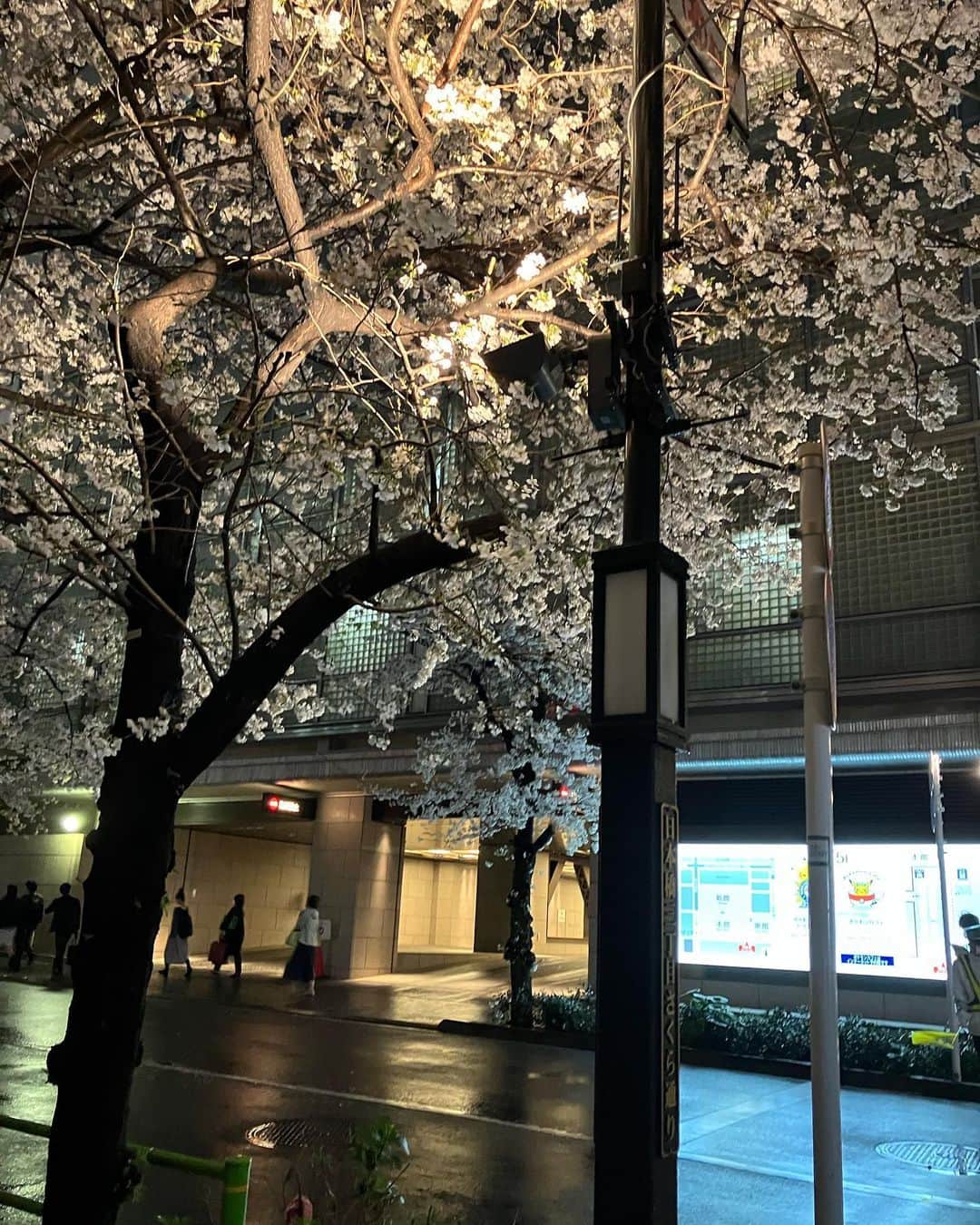 吉見佑子さんのインスタグラム写真 - (吉見佑子Instagram)「日本橋の桜　強風の中で頑張ってる。まだ幼いからタフだなぁ」3月24日 18時17分 - yuko_yoshimi