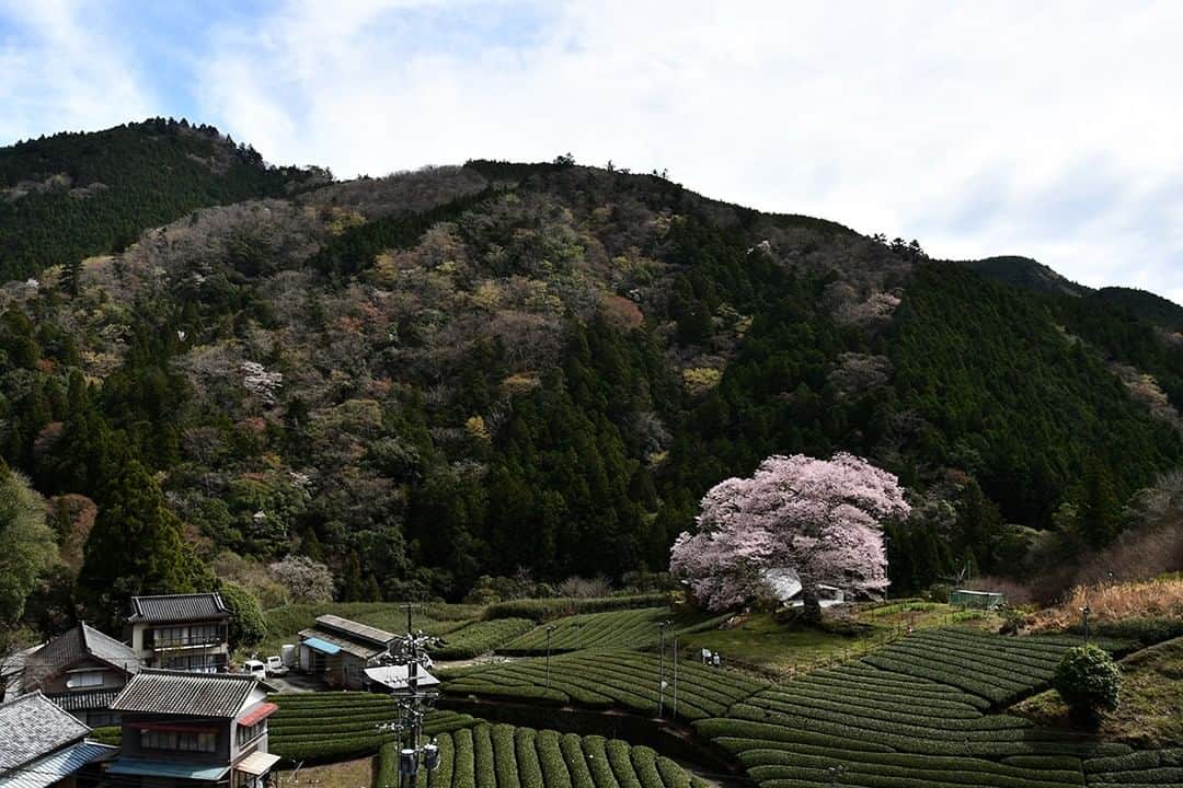 島田市さんのインスタグラム写真 - (島田市Instagram)「見事なエドヒガンの一本桜。  塩本牛代のみずめ桜（市指定文化財・天然記念物）を撮影しました。 地元では古くから「水目桜」とも呼ばれ、茶畑に囲まれた中で淡紅色の花をいっぱいに咲かせます。この日は、朝から多くの人が現地で満開の桜を楽しんでいました。 ※個人所有の桜のため、必要に応じて関係者の指示に従ってください。 #島田市 #しまだ #shimada #静岡県 #静岡 #shizuoka #日本 #japan #桜 #エドヒガン #牛代のみずめ桜」3月24日 18時24分 - shimadacity_shizuoka_official