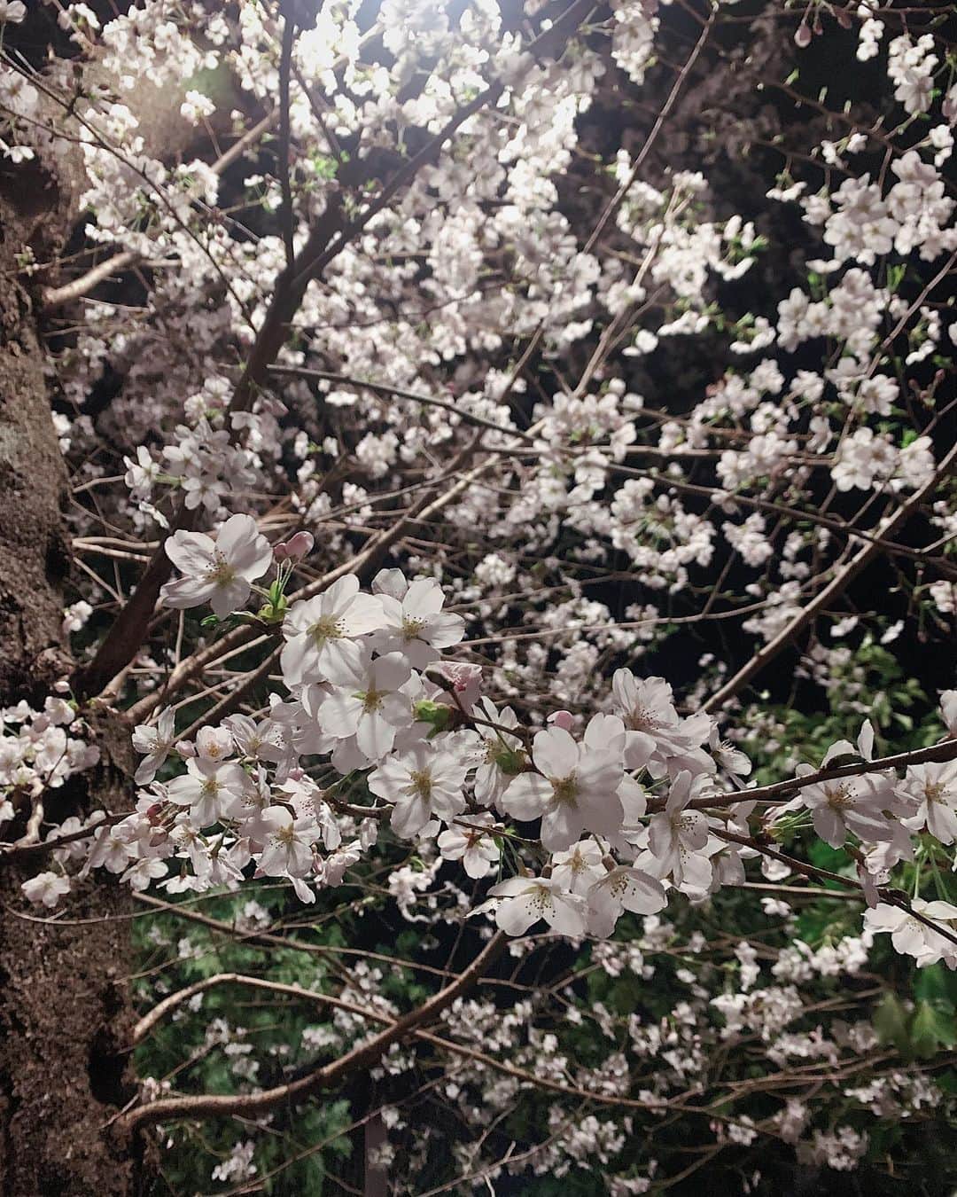 名倉七海さんのインスタグラム写真 - (名倉七海Instagram)「🌸 雨の日の桜も、夜の街灯に照らされた桜も綺麗でした。 一年で今しか見られない桜だから何回でも目に焼き付けたいぃ」3月24日 18時25分 - nanaminagura