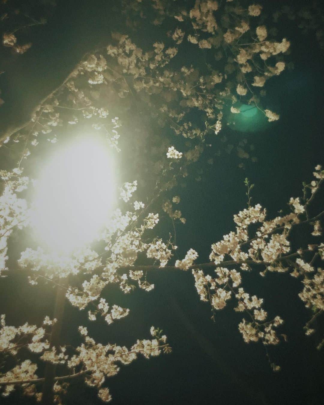名倉七海さんのインスタグラム写真 - (名倉七海Instagram)「🌸 雨の日の桜も、夜の街灯に照らされた桜も綺麗でした。 一年で今しか見られない桜だから何回でも目に焼き付けたいぃ」3月24日 18時25分 - nanaminagura