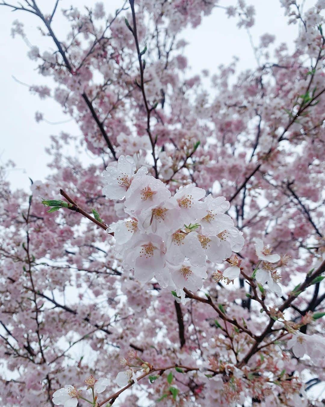 名倉七海のインスタグラム：「🌸 雨の日の桜も、夜の街灯に照らされた桜も綺麗でした。 一年で今しか見られない桜だから何回でも目に焼き付けたいぃ」