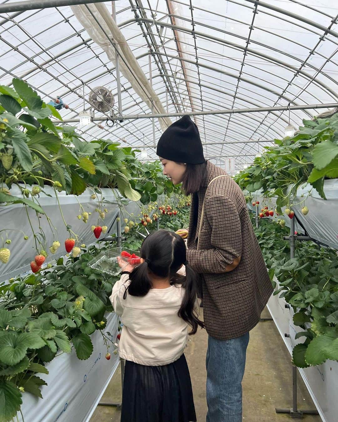 菜香のインスタグラム：「春分の日は苺狩りに行ってきました🍓🍓🍓 大人もしっかりテンション上がるよねぇ〜🤍笑 とあみうちゃんは人懐っこくて、素直で本当に良い子👧🏻👧🏻💓 夜は皆でご飯食べて、久々にちぴさんとマッサージにも行けた🥹💕 2人でとかいつぶり😂😂😂w あーでもないこーでもない話して 何て素晴らしい1日🫶🏻」