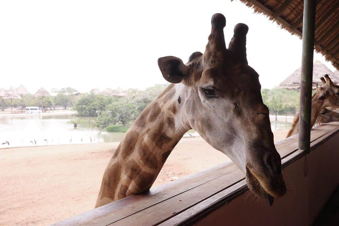 ジエン・マンシューさんのインスタグラム写真 - (ジエン・マンシューInstagram)「🦒🥕🍌 好多好多長頸鹿。  #safariworld #giraffe #griiix」3月24日 19時06分 - manshujian