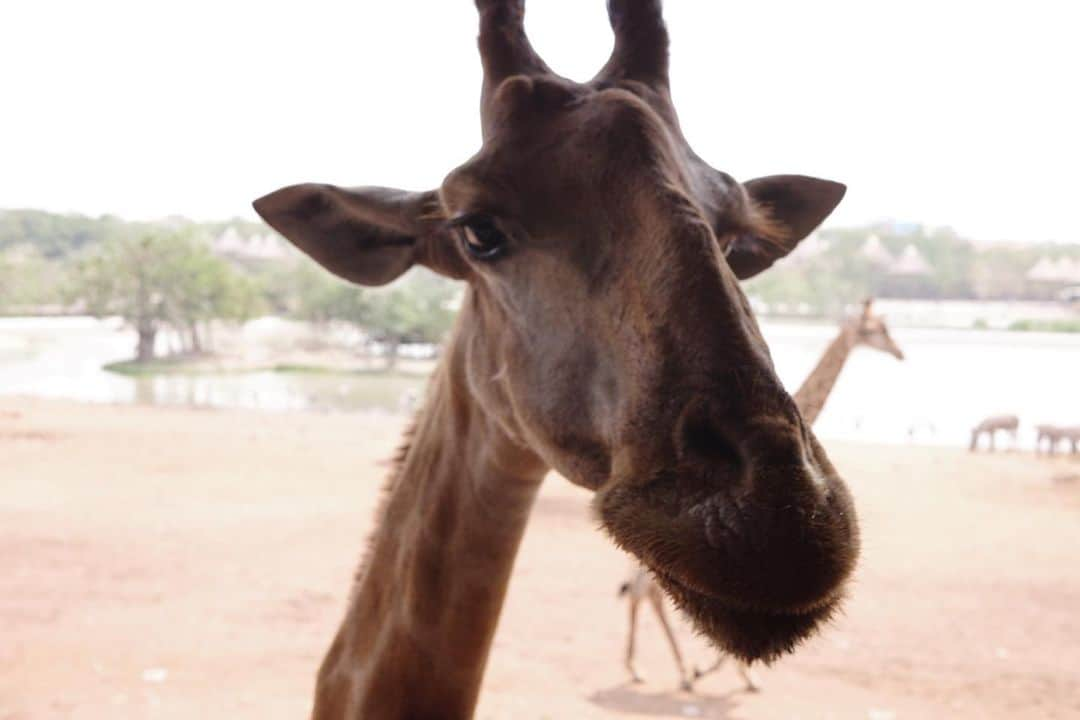 ジエン・マンシューさんのインスタグラム写真 - (ジエン・マンシューInstagram)「🦒🥕🍌 好多好多長頸鹿。  #safariworld #giraffe #griiix」3月24日 19時06分 - manshujian