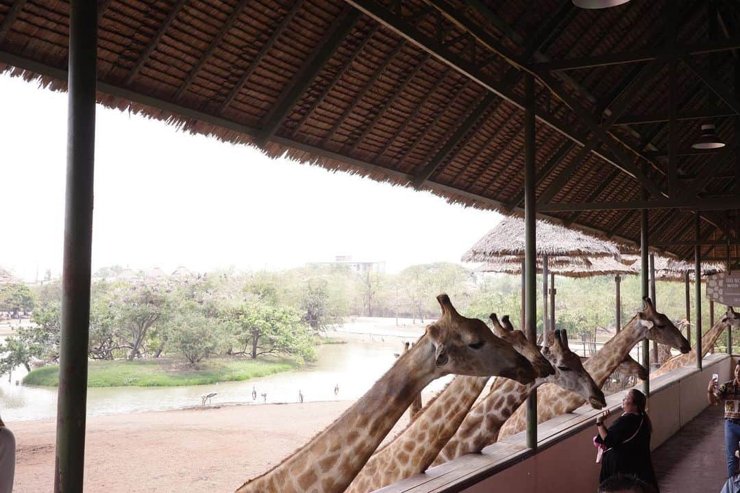 ジエン・マンシューさんのインスタグラム写真 - (ジエン・マンシューInstagram)「🦒🥕🍌 好多好多長頸鹿。  #safariworld #giraffe #griiix」3月24日 19時06分 - manshujian