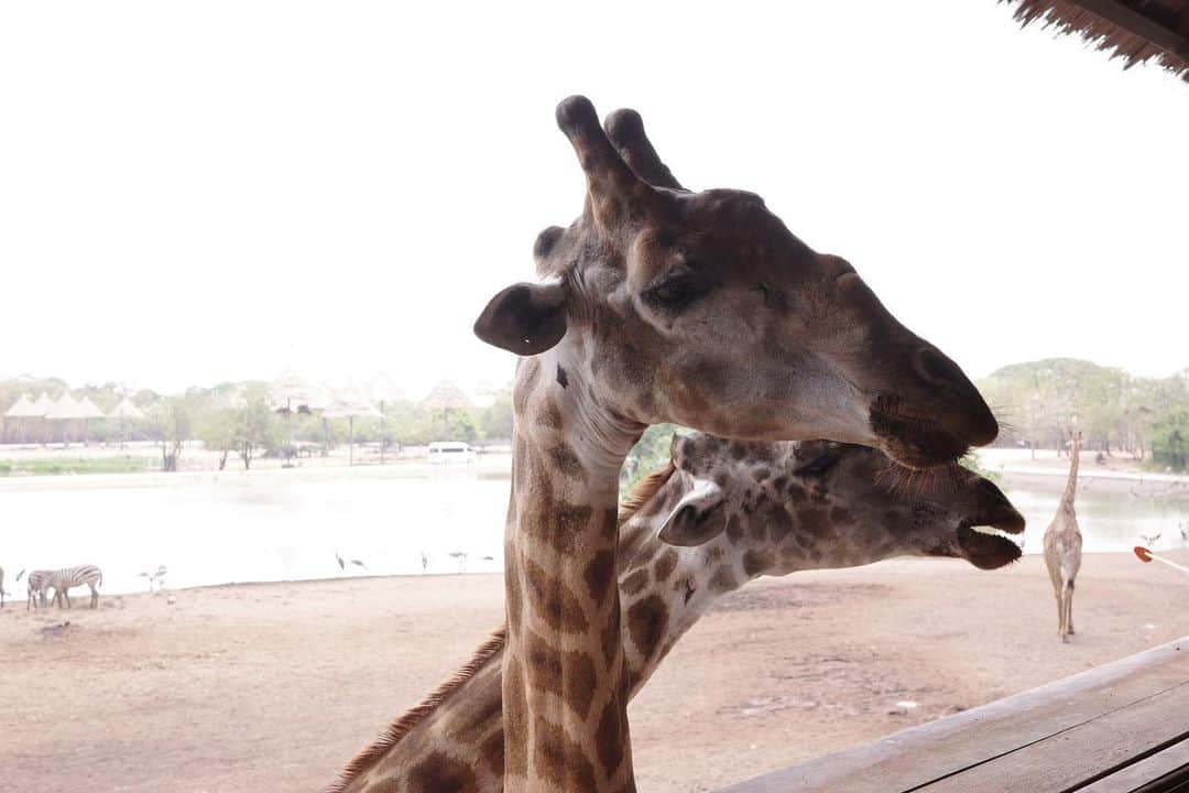 ジエン・マンシューさんのインスタグラム写真 - (ジエン・マンシューInstagram)「🦒🥕🍌 好多好多長頸鹿。  #safariworld #giraffe #griiix」3月24日 19時06分 - manshujian