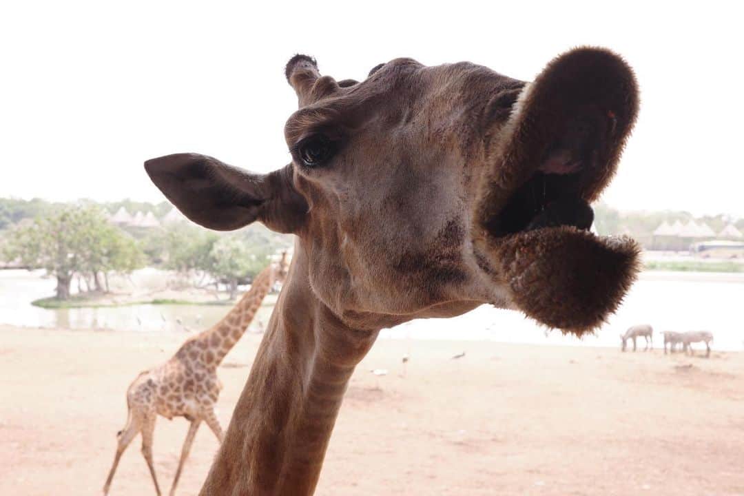 ジエン・マンシューさんのインスタグラム写真 - (ジエン・マンシューInstagram)「🦒🥕🍌 好多好多長頸鹿。  #safariworld #giraffe #griiix」3月24日 19時06分 - manshujian