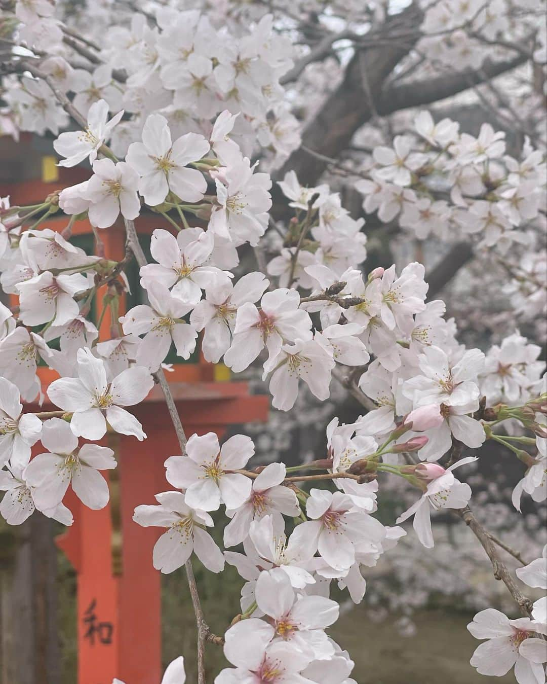 ikuさんのインスタグラム写真 - (ikuInstagram)「こんばんは🌛 おつかれさま  ・ 曇ってるからさくら映ないわ🌸青空にピンクが撮りたい笑 以外と今日空いてたかも！週末はすごい人だろな🌸 ・ tops  @snidel_official  new✨ skirt  @miele.official  Jewelry  @vancleefarpels   #ホワイトコーデ#さくら#桜#お花見#お花見スポット#京都#京都観光#祇園#いつもの#場所#大人可愛いコーデ#いつもありがとう」3月24日 18時59分 - cheriee515