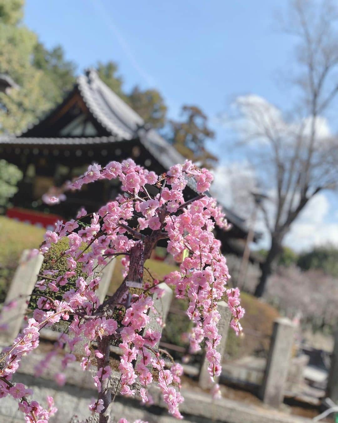 Yuka Kaedeさんのインスタグラム写真 - (Yuka KaedeInstagram)「. . . Kyoto, Japan . . . . #_asyuka_ #梅 #京都 #igersjp#ig_worldclub#igworldclub#tv_soft #nothingisordinary_#wonderful_places #tv_lifestyle #tv_stillife #stilllife #tv_neatly #tv_flowers #flowerstagra #flowerphotography #flowerlovers #myfloraldays #petalsandprops」3月24日 19時01分 - _asyuka_