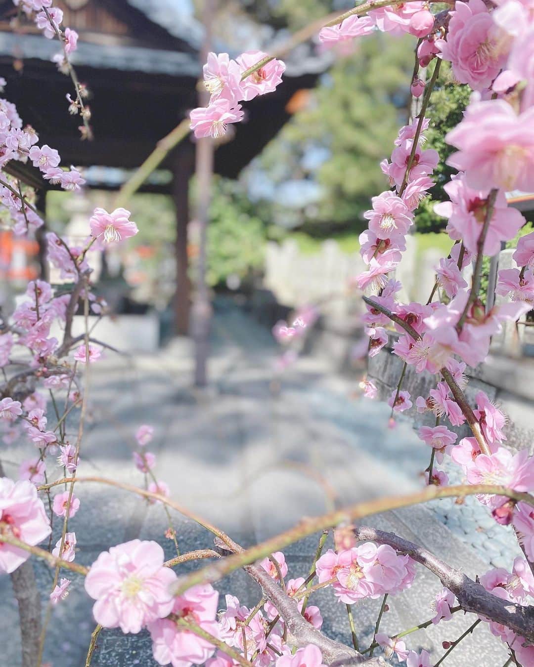 Yuka Kaedeのインスタグラム：「. . . Kyoto, Japan . . . . #_asyuka_ #梅 #京都 #igersjp#ig_worldclub#igworldclub#tv_soft #nothingisordinary_#wonderful_places #tv_lifestyle #tv_stillife #stilllife #tv_neatly #tv_flowers #flowerstagra #flowerphotography #flowerlovers #myfloraldays #petalsandprops」