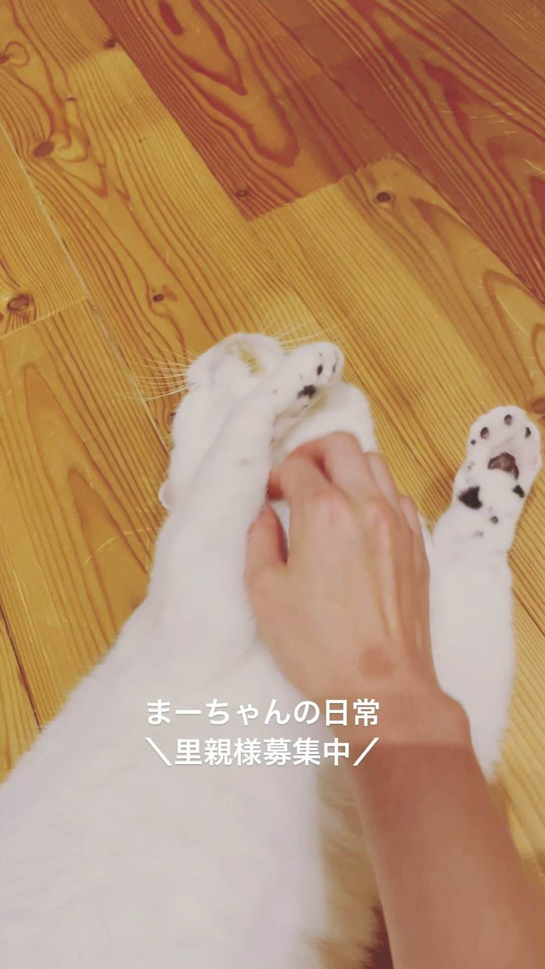 こむぎのインスタグラム