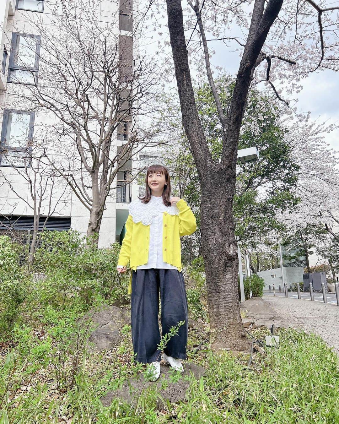のインスタグラム：「曇りや雨の日は明るい色の洋服を選ぶことが多くなります🍋 テレビ朝日周辺の桜が今年も本当にキレイです🌸  #六本木 #六本木ヒルズ #桜 #私服 #レモンイエロー #島本真衣」