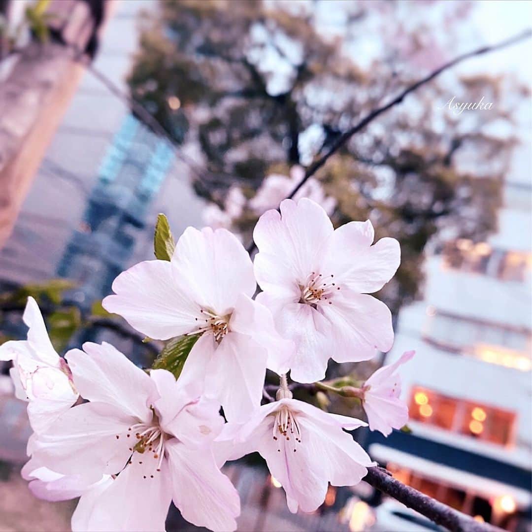 Yuka Kaedeさんのインスタグラム写真 - (Yuka KaedeInstagram)「. . #mtfuji  大阪に戻って久しぶりに外を歩いたら もう桜が満開でした！ 当分見に行けそうにないので、 今年のお花見は散り際になるかな…♪ . . . #_asyuka_ #富士山  #igersjp #ig_worldclub #igworldclub #tv_soft #nothingisordinary_ #wonderful_places #streets_vision #beautifulworld  #travellingthroughtheworld #artofvisuals #earthfocus」3月24日 19時15分 - _asyuka_