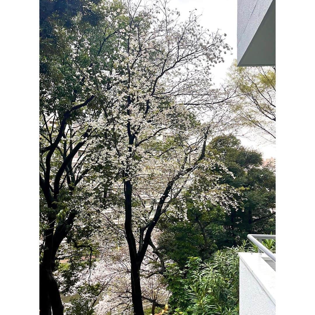 石井佳苗さんのインスタグラム写真 - (石井佳苗Instagram)「⁡ ⁡ 出張中、シャインズのご飯を用意し忘れて うわ〜、ごめんねー🙏となりましたが、 いつもの様にお帰り、と迎えてくれる君たち。 ありがとう😽😽😽 ⁡ 忙しない3月ですが、 帰ると部屋の前の桜が満開。 あともう一息、頑張る✊  #猫シャインズ #ポポメグハナオ」3月24日 19時29分 - kanaeishii_lc