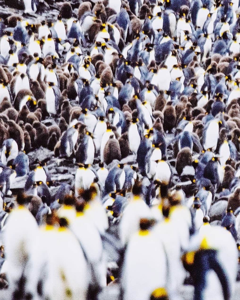 上田優紀さんのインスタグラム写真 - (上田優紀Instagram)「ペンギンコロニー」3月24日 19時34分 - photographer_yukiueda