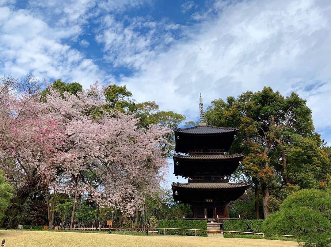 ホテル椿山荘東京さんのインスタグラム写真 - (ホテル椿山荘東京Instagram)「. つかの間の晴れ間に撮影しました本日の桜の庭園の様子です🌸 週末はお天気がくずれそうですが、風情が増す雨の日の庭園もお楽しみください！  Today's Garden. The cherry blossoms are a great match for the Sea of Clouds!  @hotelchinzansotokyo_official  @hotelchinzansotokyo_wedding  #sakura_hct #todaysky  #hotelintheclouds #seaofclouds  #桜 #桜満開 #東京雲海 #絶景」3月24日 21時40分 - hotelchinzansotokyo_official