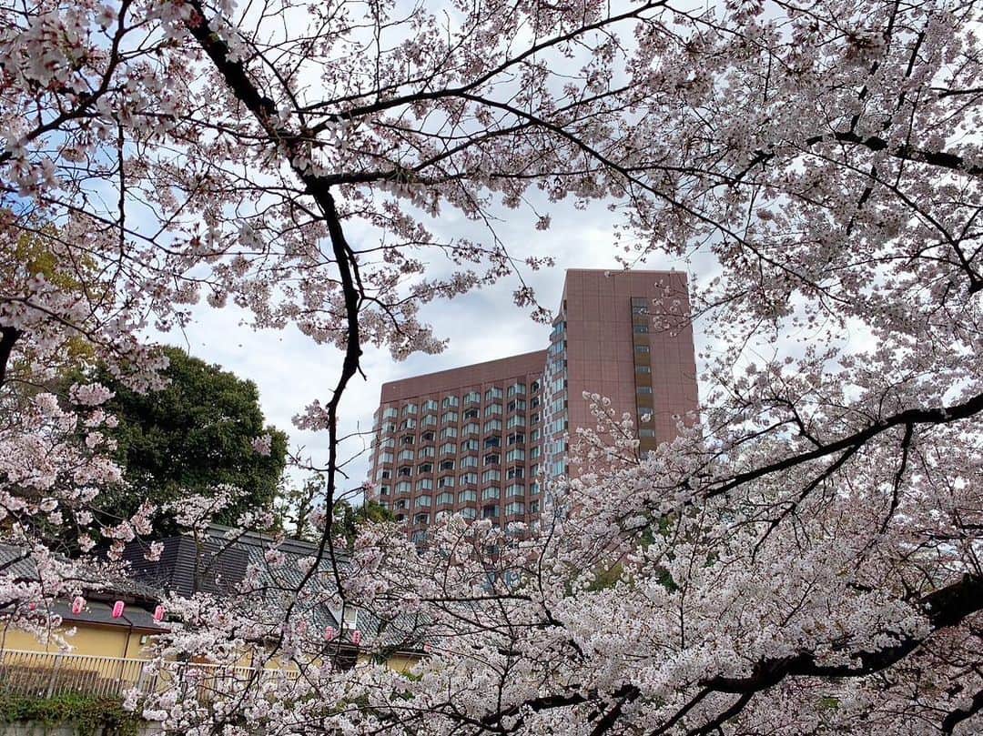ホテル椿山荘東京さんのインスタグラム写真 - (ホテル椿山荘東京Instagram)「. つかの間の晴れ間に撮影しました本日の桜の庭園の様子です🌸 週末はお天気がくずれそうですが、風情が増す雨の日の庭園もお楽しみください！  Today's Garden. The cherry blossoms are a great match for the Sea of Clouds!  @hotelchinzansotokyo_official  @hotelchinzansotokyo_wedding  #sakura_hct #todaysky  #hotelintheclouds #seaofclouds  #桜 #桜満開 #東京雲海 #絶景」3月24日 21時40分 - hotelchinzansotokyo_official