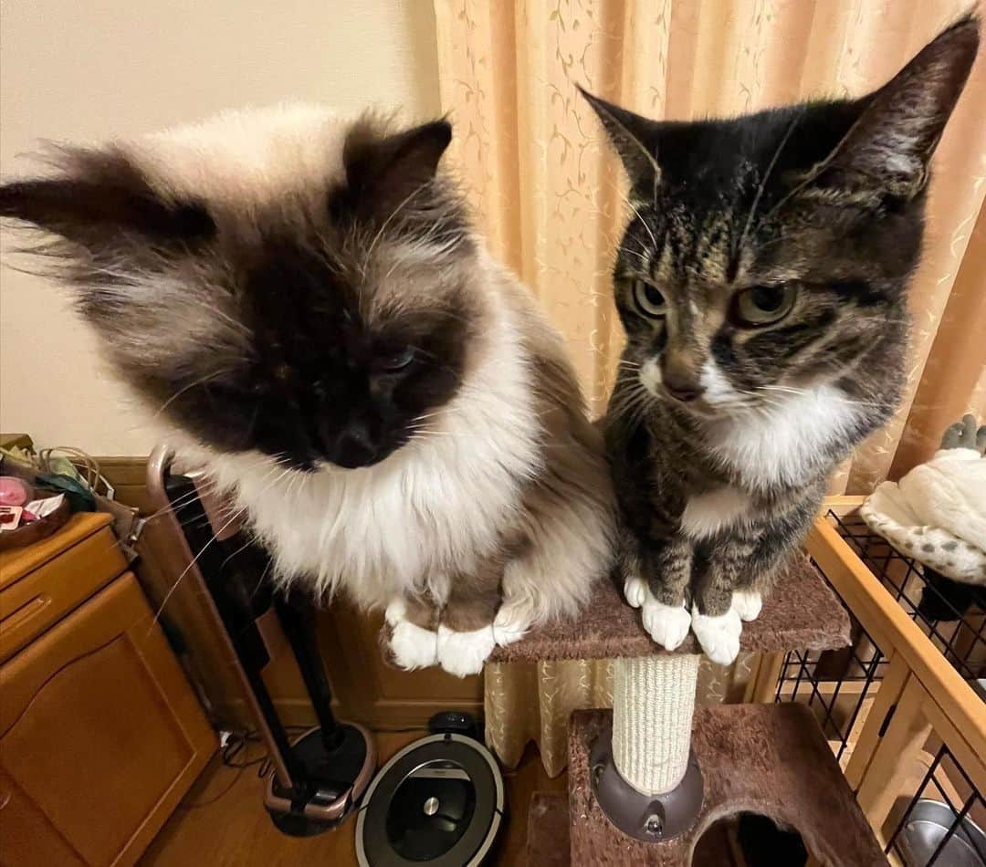 takegaeruのインスタグラム：「いつものお二人さん😸😸 広角で撮ってみました😄  #cat #猫 #ragdoll #ラグドール #ホワイトポッチーズ #よもねこ #よもぎねこ #キジトラ #きじとら」