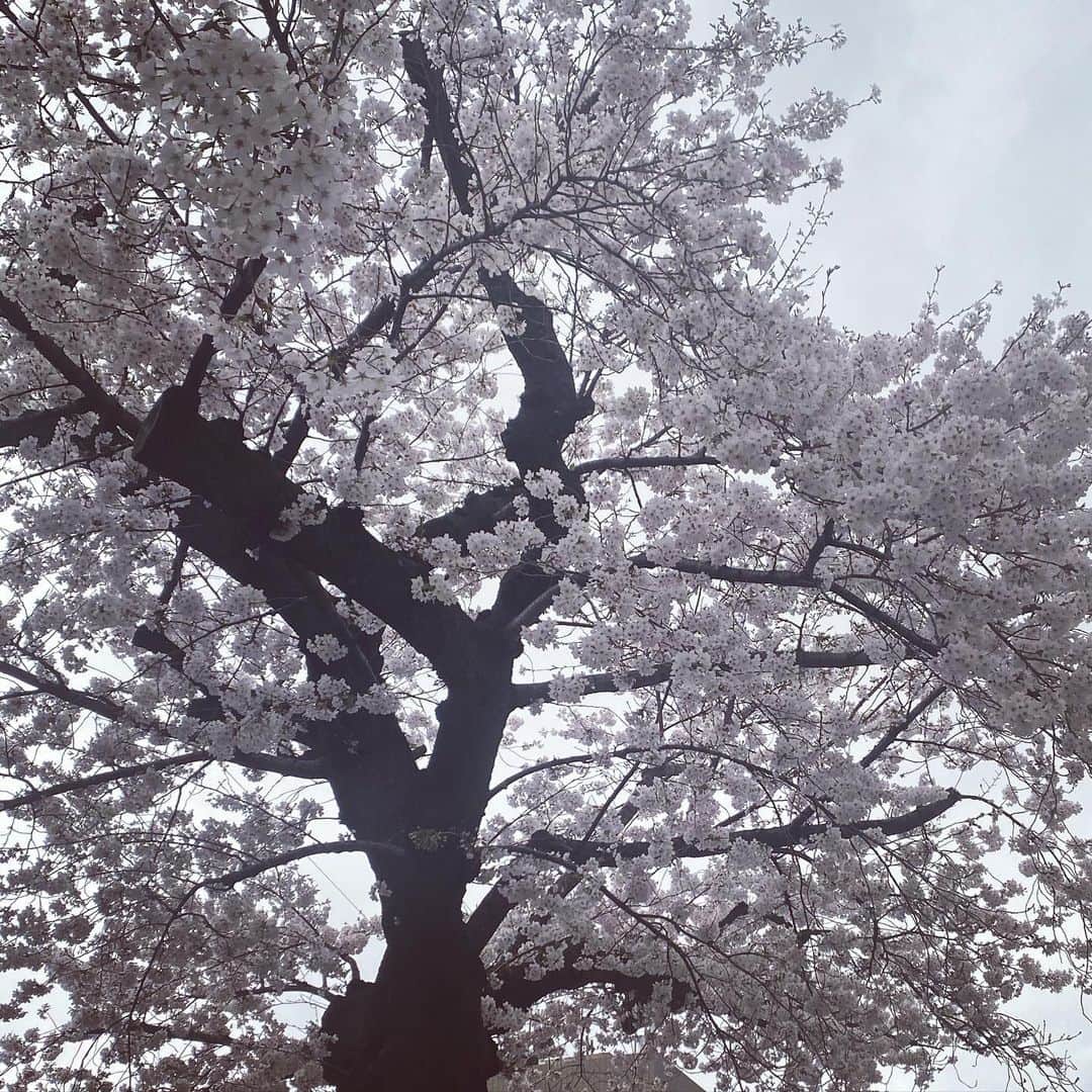 由梨香のインスタグラム：「雨の桜  満開だね😌  #桜」
