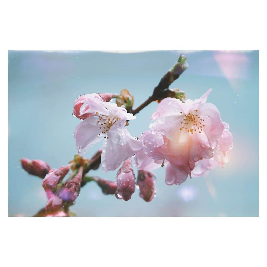 のインスタグラム：「花時雨。  桜が咲き始めるといつも降る  春休みの間くらいは待って欲しいな。  #花時雨 #春時雨 #桜 #春の雨 #tokyocameraclub #ig_japan  #photolife #photo_jp #igersjp #focus #moment #写真好きと繋がりたい #art_of_japan #sakura」