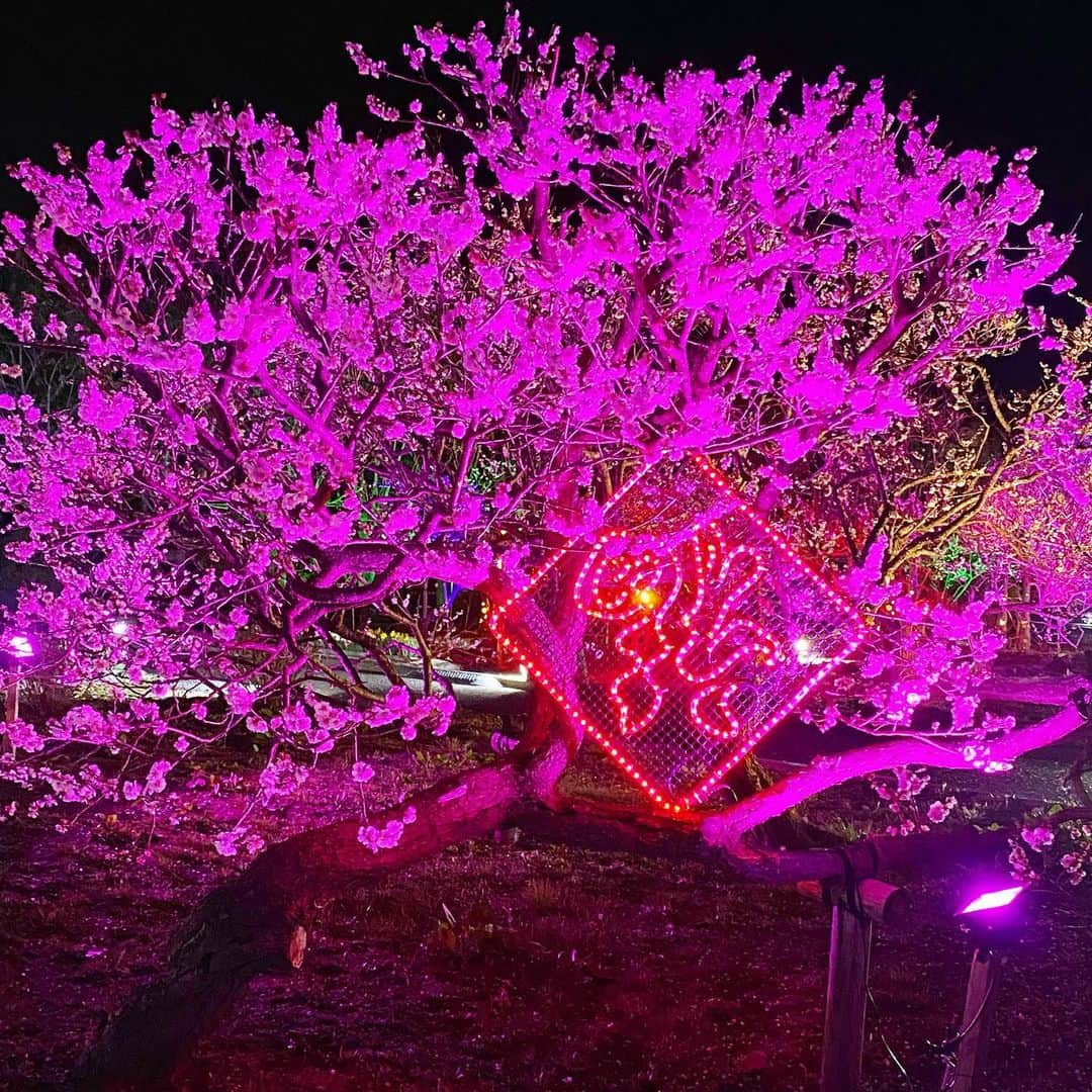 bon ponさんのインスタグラム写真 - (bon ponInstagram)「せんだい農業園芸センター みどりの杜で開催中の「うめみナイト2023」を観に行ってきました🌸✨🌸✨  約60種125本の梅が見ごろを迎えています。 「異国情緒」をテーマに、海外のネオン街をイメージした色合いのライトや、アジアンチックなランタンを装飾。梅園の庭園内には竹明かりが置かれ夜の梅を浮かび上がらせます。 今年はアジアンキッチン広場として全日キッチンカーも登場します。  イベント期間： 2023年3月17日(金)～4月2日(日) 期間中の金･土･日･祝に開催 ※開催日：3月17日、18日、19日、21日、24日、25日、26日、31日 4月1日、2日   開催時間： 17:30～20:30 最終入場 (20:00)  ※ このイベントへの入場には事前web予約が必要です  夜は撮影が難しいです😅😅  キッチンカーでキンパとトッポギ、ヤンニョムチキンを買って、外は寒かったので家に持ち帰って食べました。とても美味しかったです🇰🇷😋😋 ＊ ＊ #うめみナイト2023 #せんだい農業園芸センター #夫婦 #60代 #ファッション #コーディネート #リンクコーデ #夫婦コーデ #グレイヘア #白髪 #共白髪 #couple #over60 #fashion #coordinate #instagramjapan #greyhair #grayhair #bonpon #bonpon511」3月24日 22時14分 - bonpon511