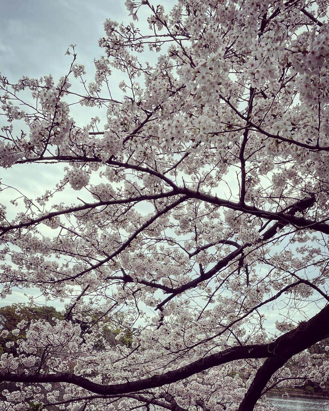 土橋安騎夫さんのインスタグラム写真 - (土橋安騎夫Instagram)「満開ですね…🌸🎵」3月24日 22時23分 - akio_d