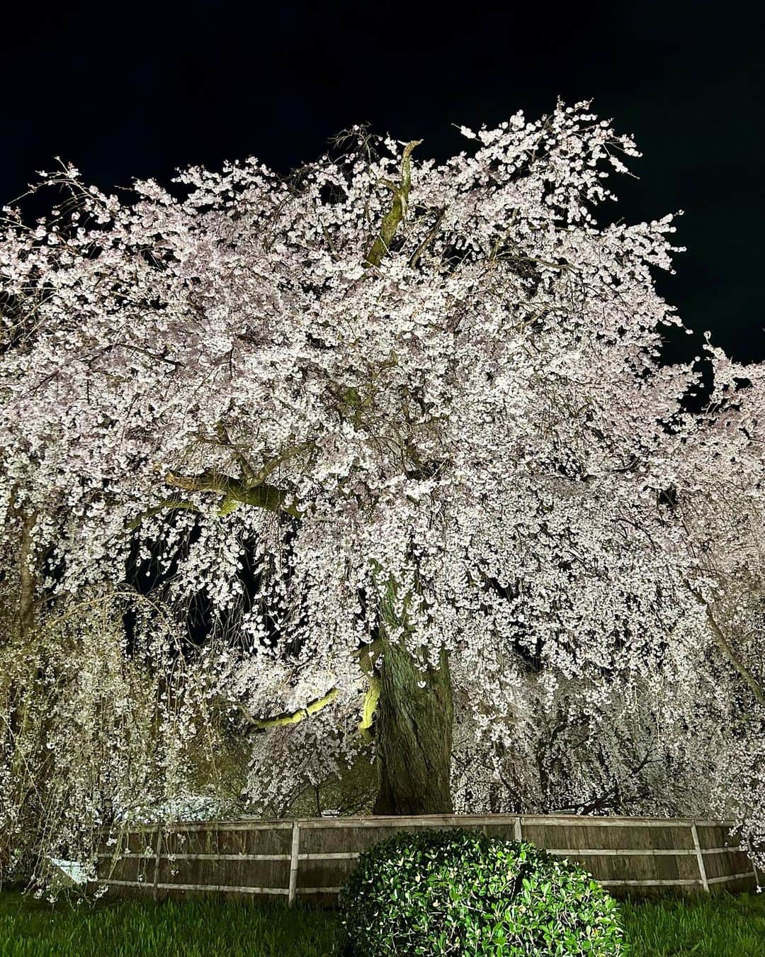 marikoのインスタグラム：「🌸🌙 今日見た春の景色。 朝食はイノダで🍽☕️ そして六角堂🦢 そのあとは整体へ。 いつも先生との おしゃべりが楽しくって😂 先生ありがとうございました🙏 そして芦屋と三宮に 布を買いに🚃そこから 梅田まで戻って ちょっと休憩☕️ そして京都帰ってきて 八坂神社の奥にある 円山公園へ… 祇園の夜桜を見に行く🌸🌙 今年も満開の時が見られた。 なんて妖艶で美しい✨ 枝垂れ桜なので 枝がそよそよと 揺れて欲しくて 風待ちしたけど そう上手いことは いきませんでした😂  #祇園の夜桜#🌸」