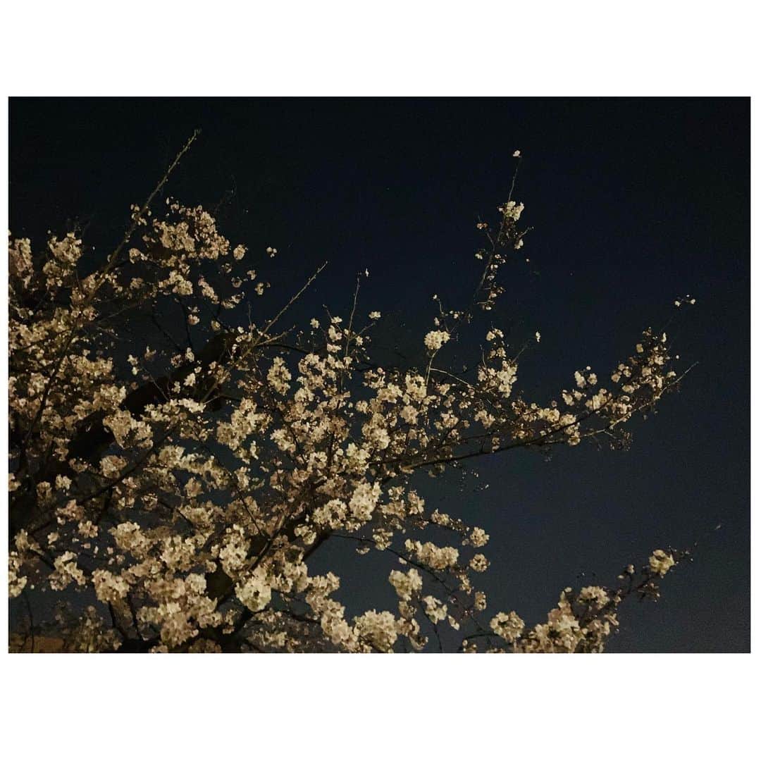 馬庭良介のインスタグラム：「Their beauty is not the only reason I like cherry blossoms.  When they are in full bloom, you know who you want to be with and who you want to talk with.  Hope you're seeing someone under the bloom tonight.  #cherryblossom #cherryblossomatnight #桜 #夜桜」