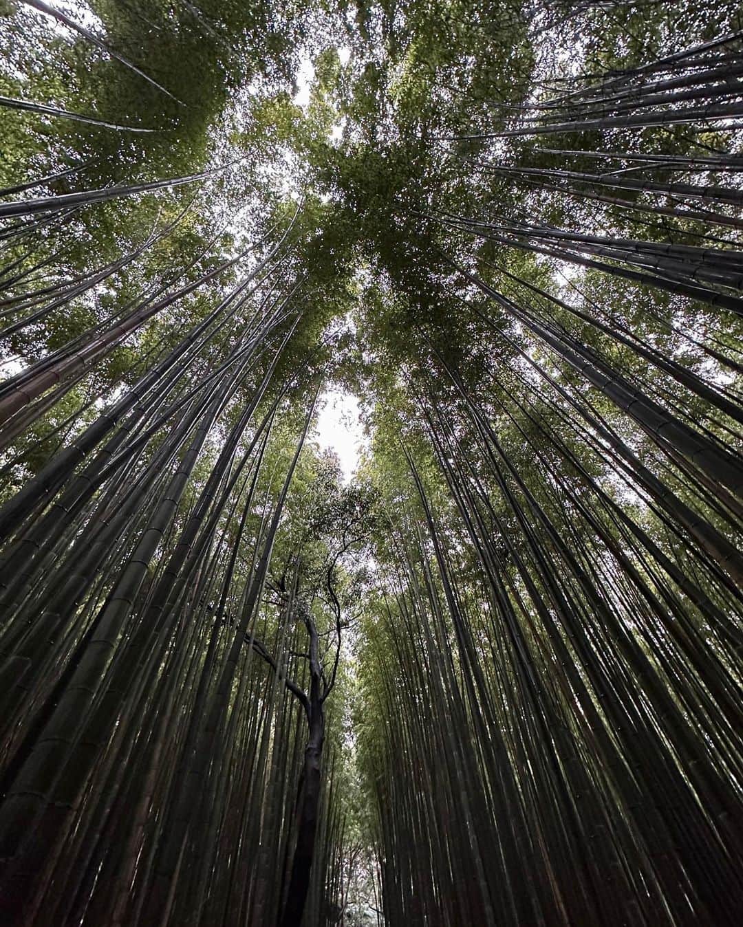 リリー・コリンズさんのインスタグラム写真 - (リリー・コリンズInstagram)「Umbrellas up and spirits high in the bamboo forest…」3月24日 23時19分 - lilyjcollins