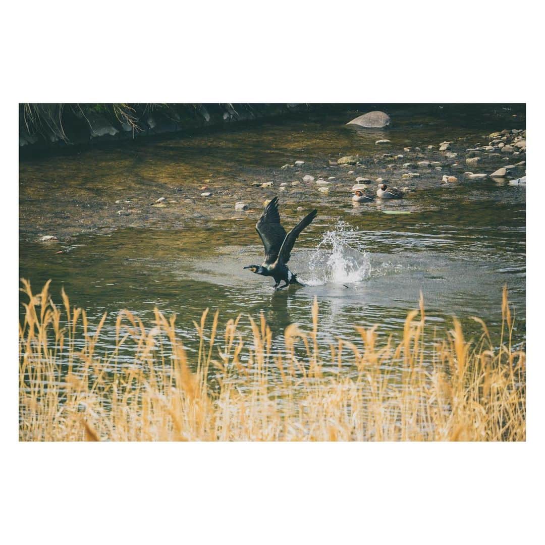 yamatoさんのインスタグラム写真 - (yamatoInstagram)「東京では鳩かカラスか雀か、たまにトンビがいるくらいしか日常では見かけなかったけど、川が綺麗なこっちでは見かけたこともない名前もわからない鳥が何種類もたくさん飛んでて面白い。  カワセミもよく見かけるけどタイミングに恵まれずまだ撮れてない。 カワセミが1番撮りたい。かわいい。  昔「日常っぽい写真」みたいなのが流行ってた(?)時期があったけど、日常的に見る鳥を撮ってたらこれも日常写真じゃんね。」3月24日 23時20分 - yamato1226