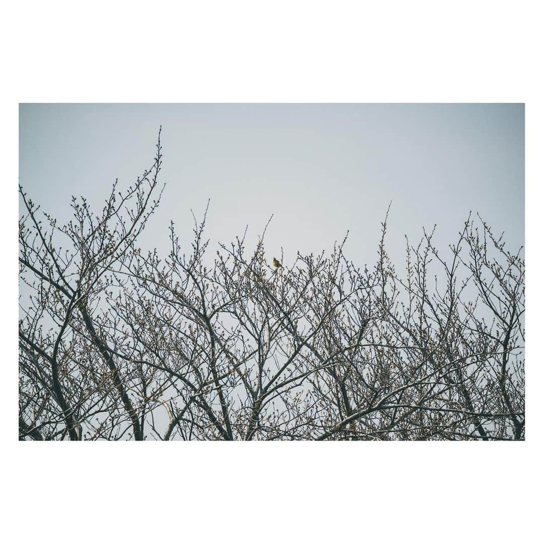 yamatoさんのインスタグラム写真 - (yamatoInstagram)「東京では鳩かカラスか雀か、たまにトンビがいるくらいしか日常では見かけなかったけど、川が綺麗なこっちでは見かけたこともない名前もわからない鳥が何種類もたくさん飛んでて面白い。  カワセミもよく見かけるけどタイミングに恵まれずまだ撮れてない。 カワセミが1番撮りたい。かわいい。  昔「日常っぽい写真」みたいなのが流行ってた(?)時期があったけど、日常的に見る鳥を撮ってたらこれも日常写真じゃんね。」3月24日 23時20分 - yamato1226