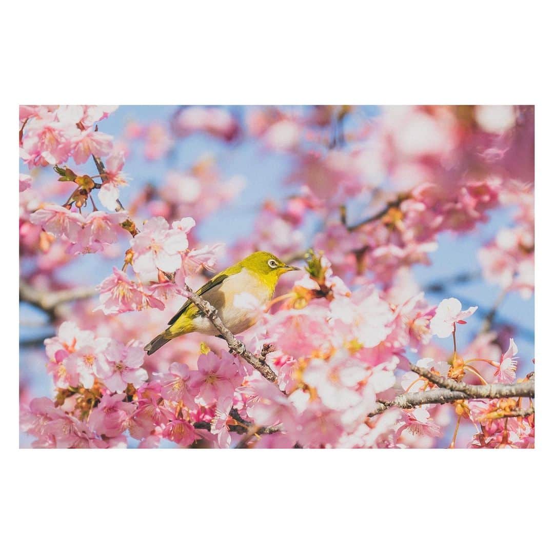 yamatoのインスタグラム：「東京では鳩かカラスか雀か、たまにトンビがいるくらいしか日常では見かけなかったけど、川が綺麗なこっちでは見かけたこともない名前もわからない鳥が何種類もたくさん飛んでて面白い。  カワセミもよく見かけるけどタイミングに恵まれずまだ撮れてない。 カワセミが1番撮りたい。かわいい。  昔「日常っぽい写真」みたいなのが流行ってた(?)時期があったけど、日常的に見る鳥を撮ってたらこれも日常写真じゃんね。」