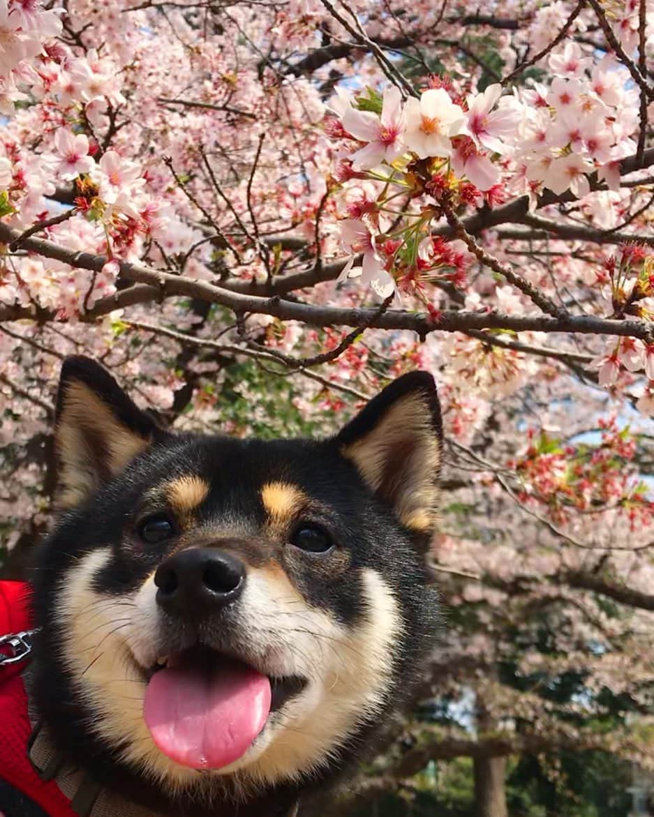 まめ丸のインスタグラム：「* * 桜🌸 今年ははやかったねー❣️  週末も雨☔️みたいだから はやめにみにいかないと🐶❣️  花粉がつらいけどね🐶💦 * cherryblossom🐶💓🌸🌸 * #お花見いきたいけど #ぼく花粉症なの🐶💦 * #柴犬#豆柴#柴#黒柴#犬#shiba#shibainu#shibastagram#shibadog#puppylove#puppy#instadog#dogstagram#dog#pet#petstagram#adorable#cute#worldofcutepets#dailyfluff#weeklyfluff#cherryblossom#桜#まめ丸と桜」