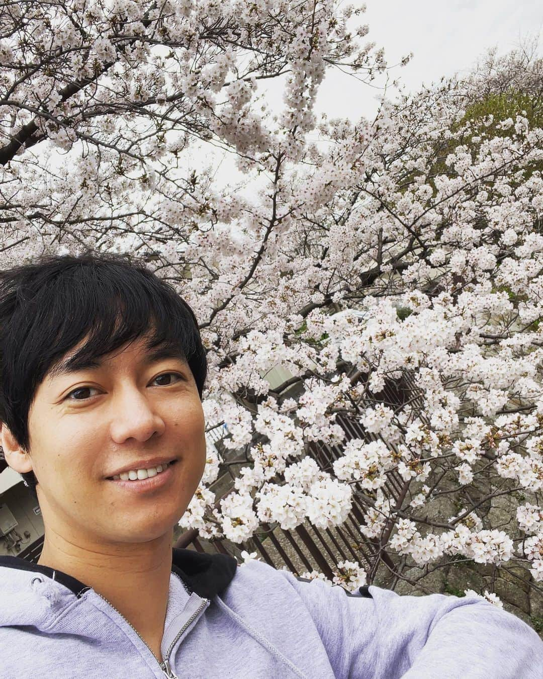 松阪ゆうきのインスタグラム：「2023年 今年見た桜たち🌸  毎年咲く桜。  本当に東京は あちこち満開ですね❣️  通りすがりくらいしか見れずに残念。  天気良ければ お酒🍷飲んで ボーっとしながら花見したかったな（笑）  花粉症だけど。  歌の道でも 花が咲くように 頑張ります。  明日は神奈月さんと 岐阜へ参ります🎤  2023年春。  ゆうき♪  #松阪ゆうき  #真実の愛  #徳間ジャパン  #さくら  #満開  #満開の桜  #東京  #紅白への道  #頑張るぞ  #紅白歌合戦」