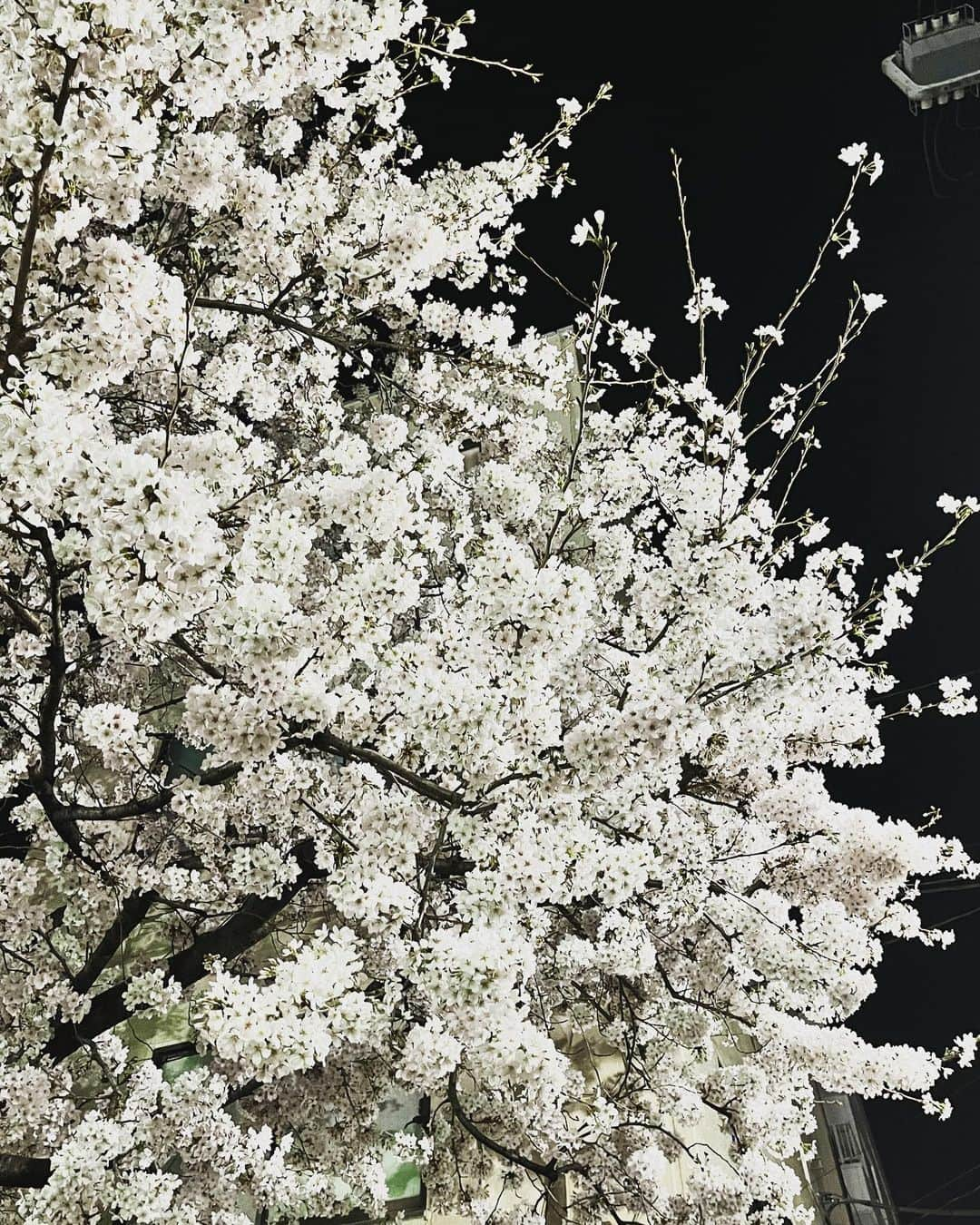 松阪ゆうきさんのインスタグラム写真 - (松阪ゆうきInstagram)「2023年 今年見た桜たち🌸  毎年咲く桜。  本当に東京は あちこち満開ですね❣️  通りすがりくらいしか見れずに残念。  天気良ければ お酒🍷飲んで ボーっとしながら花見したかったな（笑）  花粉症だけど。  歌の道でも 花が咲くように 頑張ります。  明日は神奈月さんと 岐阜へ参ります🎤  2023年春。  ゆうき♪  #松阪ゆうき  #真実の愛  #徳間ジャパン  #さくら  #満開  #満開の桜  #東京  #紅白への道  #頑張るぞ  #紅白歌合戦」3月24日 23時29分 - matsuzaka_yuuki