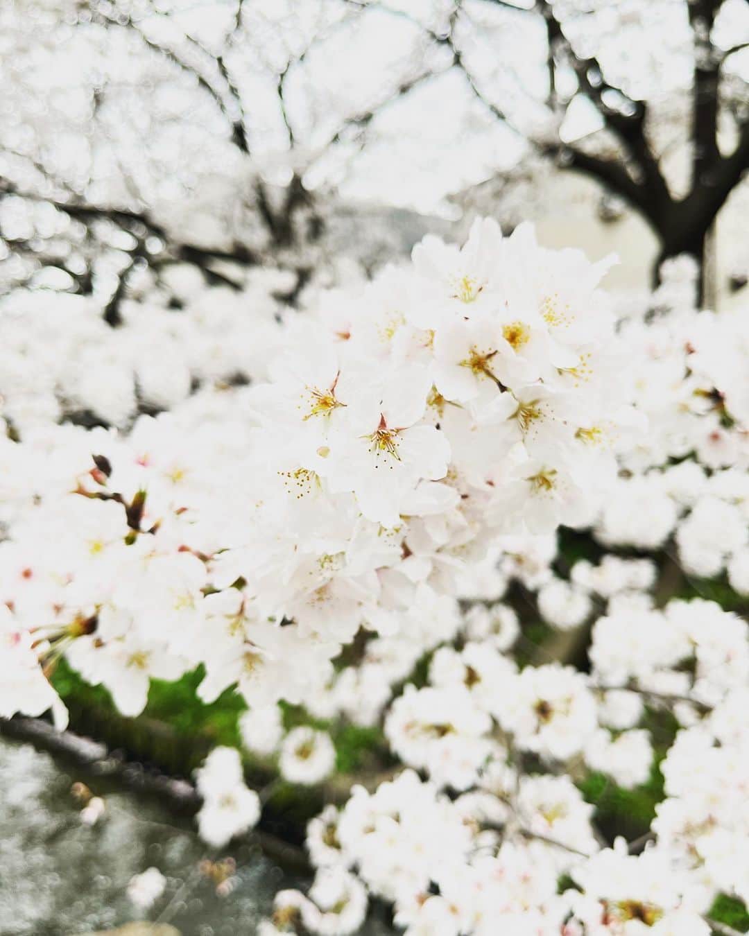松阪ゆうきさんのインスタグラム写真 - (松阪ゆうきInstagram)「2023年 今年見た桜たち🌸  毎年咲く桜。  本当に東京は あちこち満開ですね❣️  通りすがりくらいしか見れずに残念。  天気良ければ お酒🍷飲んで ボーっとしながら花見したかったな（笑）  花粉症だけど。  歌の道でも 花が咲くように 頑張ります。  明日は神奈月さんと 岐阜へ参ります🎤  2023年春。  ゆうき♪  #松阪ゆうき  #真実の愛  #徳間ジャパン  #さくら  #満開  #満開の桜  #東京  #紅白への道  #頑張るぞ  #紅白歌合戦」3月24日 23時29分 - matsuzaka_yuuki