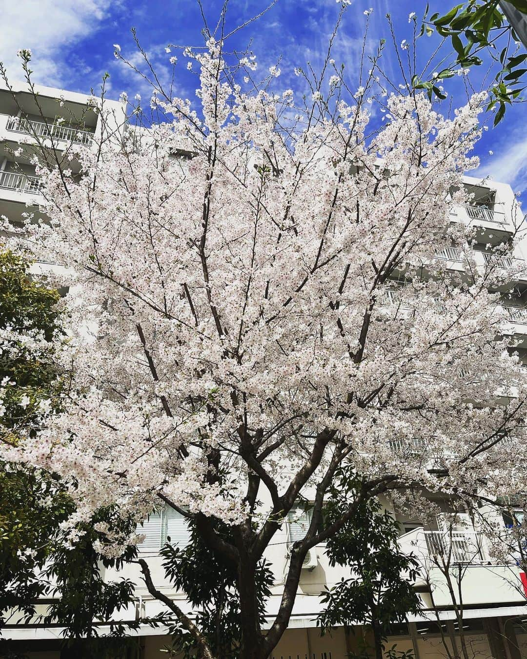 松阪ゆうきさんのインスタグラム写真 - (松阪ゆうきInstagram)「2023年 今年見た桜たち🌸  毎年咲く桜。  本当に東京は あちこち満開ですね❣️  通りすがりくらいしか見れずに残念。  天気良ければ お酒🍷飲んで ボーっとしながら花見したかったな（笑）  花粉症だけど。  歌の道でも 花が咲くように 頑張ります。  明日は神奈月さんと 岐阜へ参ります🎤  2023年春。  ゆうき♪  #松阪ゆうき  #真実の愛  #徳間ジャパン  #さくら  #満開  #満開の桜  #東京  #紅白への道  #頑張るぞ  #紅白歌合戦」3月24日 23時29分 - matsuzaka_yuuki