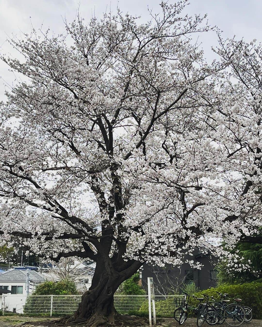 松阪ゆうきさんのインスタグラム写真 - (松阪ゆうきInstagram)「2023年 今年見た桜たち🌸  毎年咲く桜。  本当に東京は あちこち満開ですね❣️  通りすがりくらいしか見れずに残念。  天気良ければ お酒🍷飲んで ボーっとしながら花見したかったな（笑）  花粉症だけど。  歌の道でも 花が咲くように 頑張ります。  明日は神奈月さんと 岐阜へ参ります🎤  2023年春。  ゆうき♪  #松阪ゆうき  #真実の愛  #徳間ジャパン  #さくら  #満開  #満開の桜  #東京  #紅白への道  #頑張るぞ  #紅白歌合戦」3月24日 23時29分 - matsuzaka_yuuki