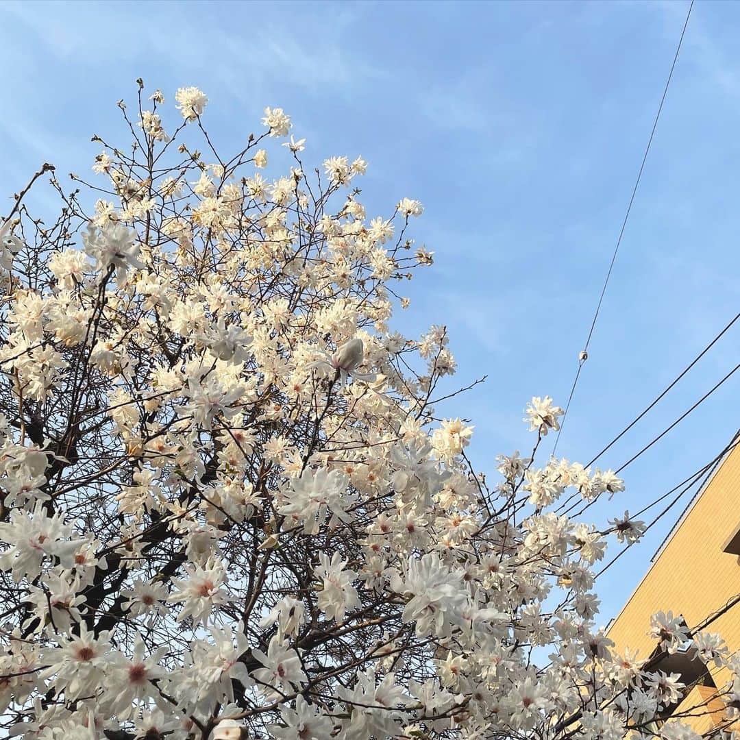 大貫みくのインスタグラム：「春の嵐！というほどではないけど 今日は急に雨降ってきてびっくりした🌿  ジムも1ヶ月経過！ こないだは ベンチプレス・デッドリフト・スクワット のTHE 筋トレってやつをやりました！ トレーニング一昨日だったのにまだ筋肉痛がつらい！笑 筋肉つくまでに3ヶ月かかるみたいだから もっとがんばる！！！  #JOHNNYSTYLE #五反田パーソナルジム #基礎代謝アップ #新陳代謝アップ #ターンオーバー促進  @johnny_style_personal_training」