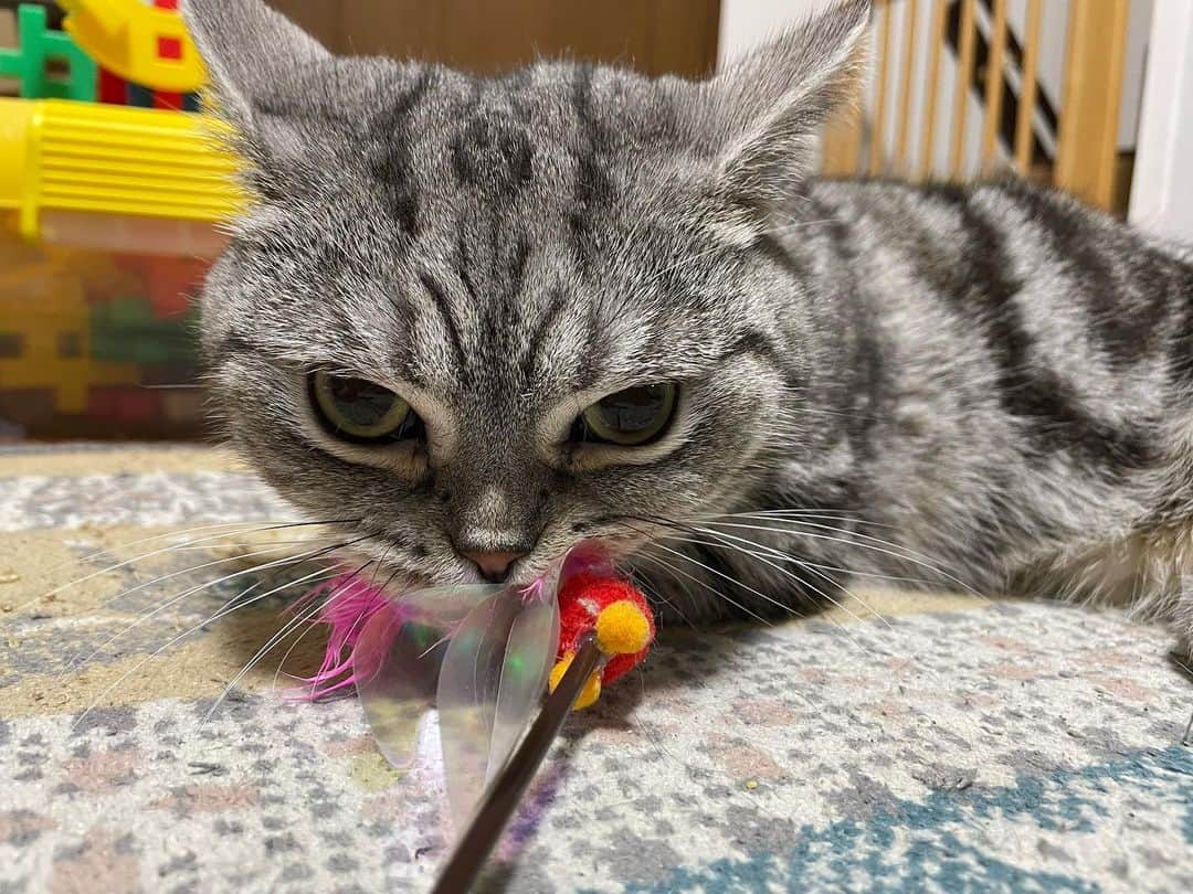 加納有沙さんのインスタグラム写真 - (加納有沙Instagram)「ぜったいに離すもんか、の顔。  #新しいおもちゃに大興奮のネコ」3月24日 23時37分 - alissakano