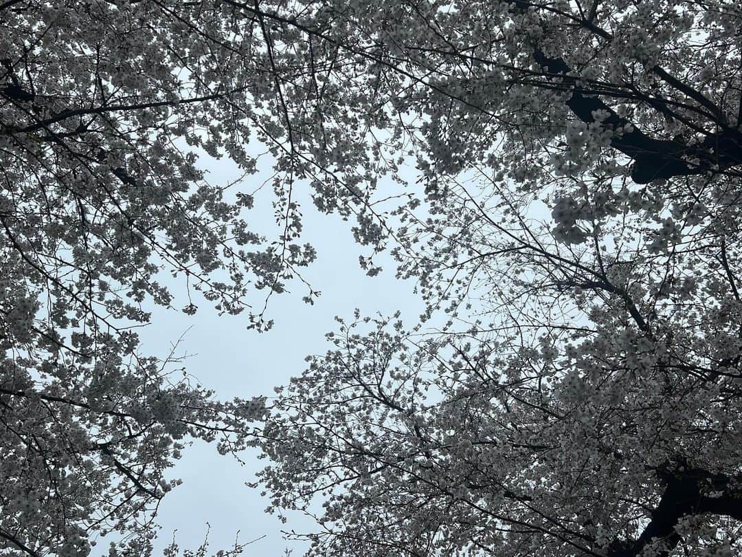 霜月紫さんのインスタグラム写真 - (霜月紫Instagram)「咲き散れ華よ」3月25日 0時21分 - yukarishimotuki