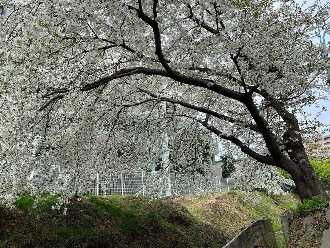 霜月紫さんのインスタグラム写真 - (霜月紫Instagram)「咲き散れ華よ」3月25日 0時21分 - yukarishimotuki