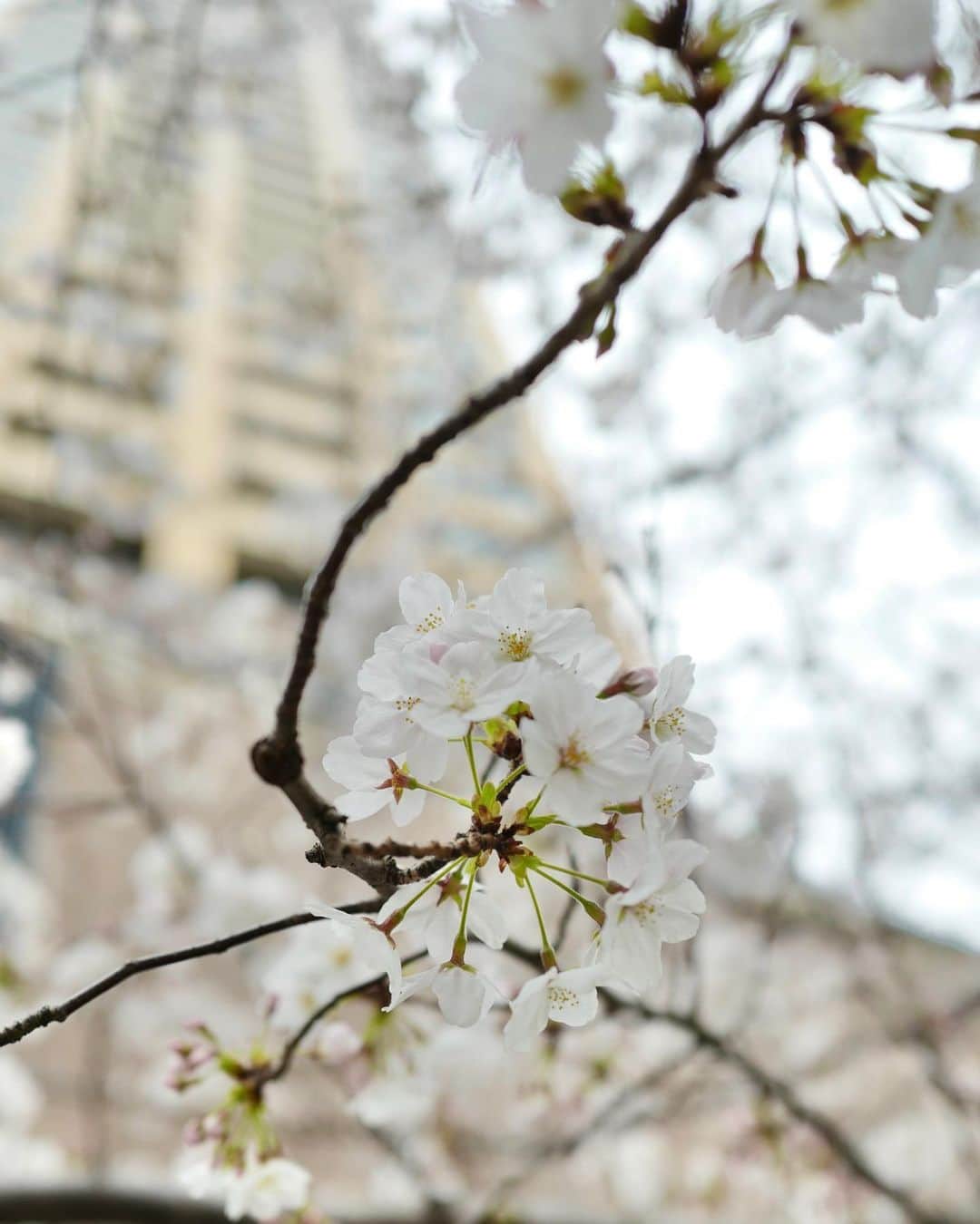 武智志穂さんのインスタグラム写真 - (武智志穂Instagram)「東京を離れる前に目黒川をみんなでお散歩🌸 この時はまだ5分咲きとかだったけど、淡いピンクのもこもこ、可愛かったなぁ。 今年は家族揃ってみることができて嬉しかったです☺️」3月25日 0時21分 - shiho_takechi