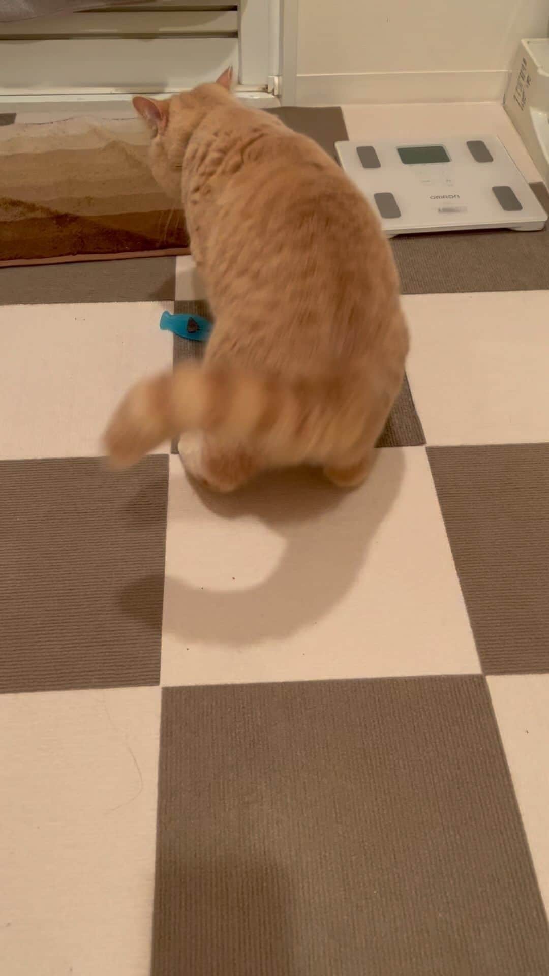 赤西涼のインスタグラム：「遊ぶかママに撫でてもらうか迷うらいちゃん🐱💕」