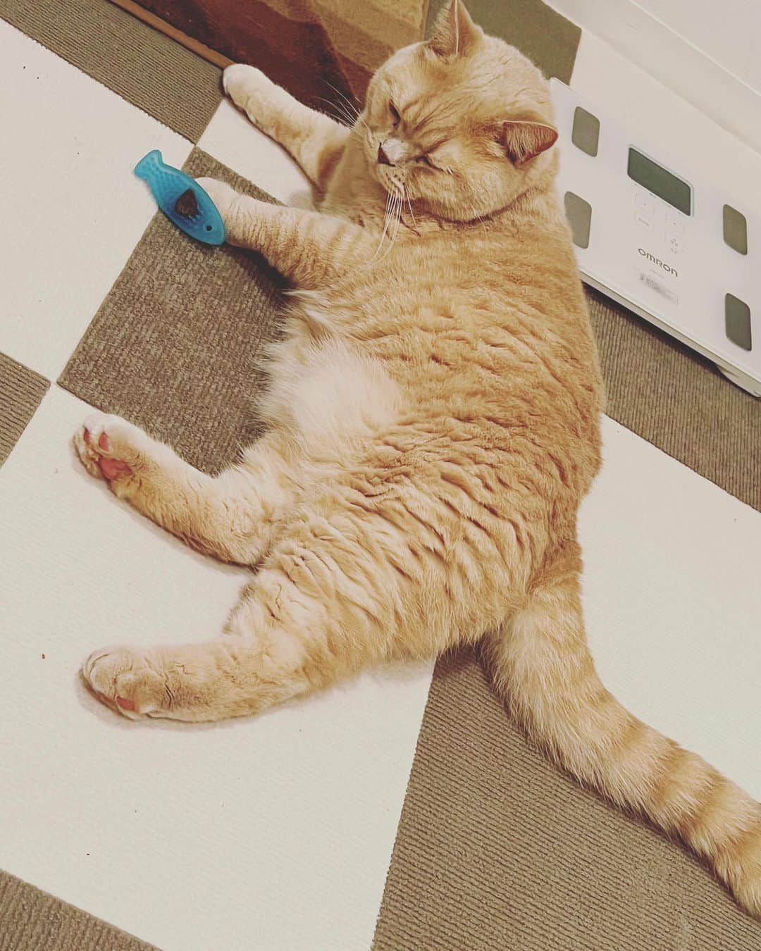 赤西涼のインスタグラム：「そしておもちゃの横でねんね🐱 ママもねんね😴 おやぷにやさい🥗」